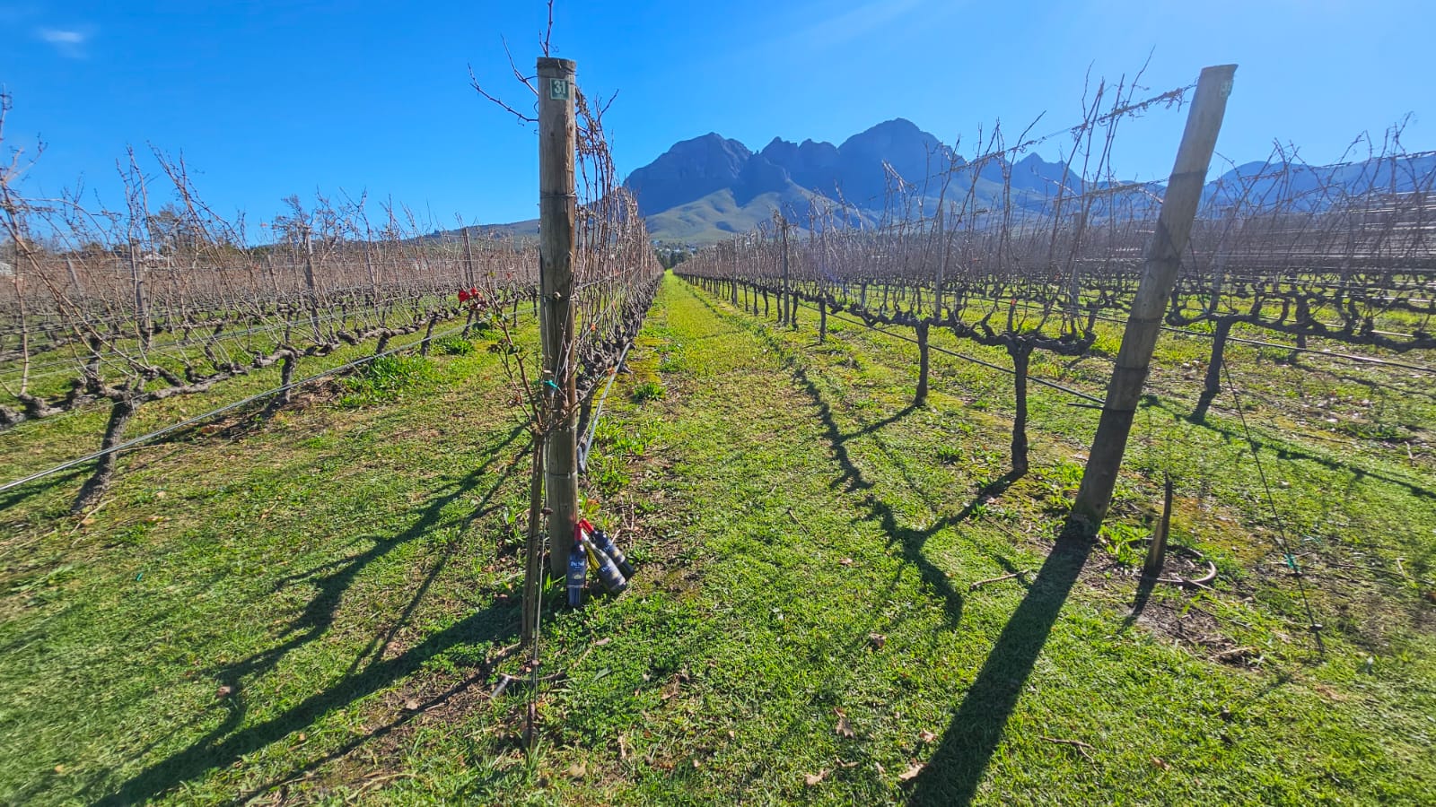 Vineyard rows leading toward the Cape mountains