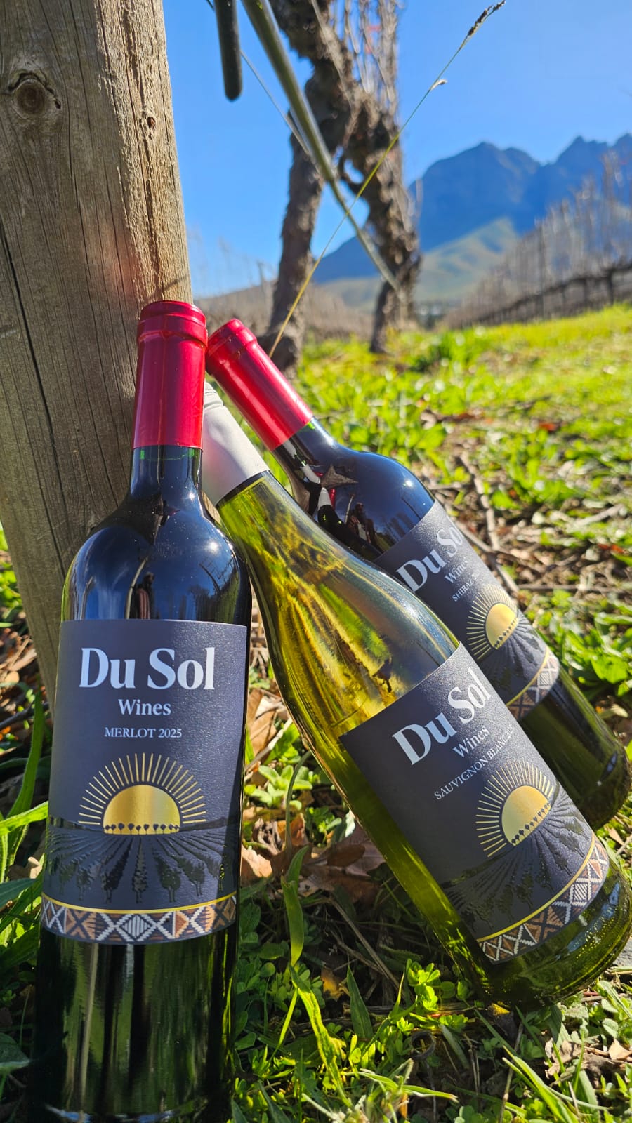 Du Sol Shiraz and Sauvignon Blanc among the vineyard rows